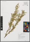 Foto von Salix acmophylla Boiss.